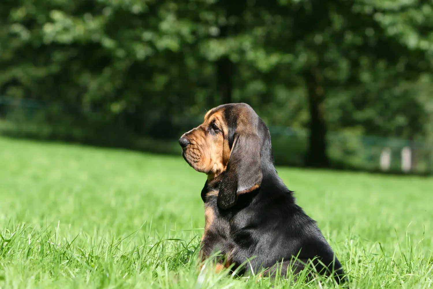 Buying a Bloodhound puppy means taking responsibility! Buy Bloodhound puppies.