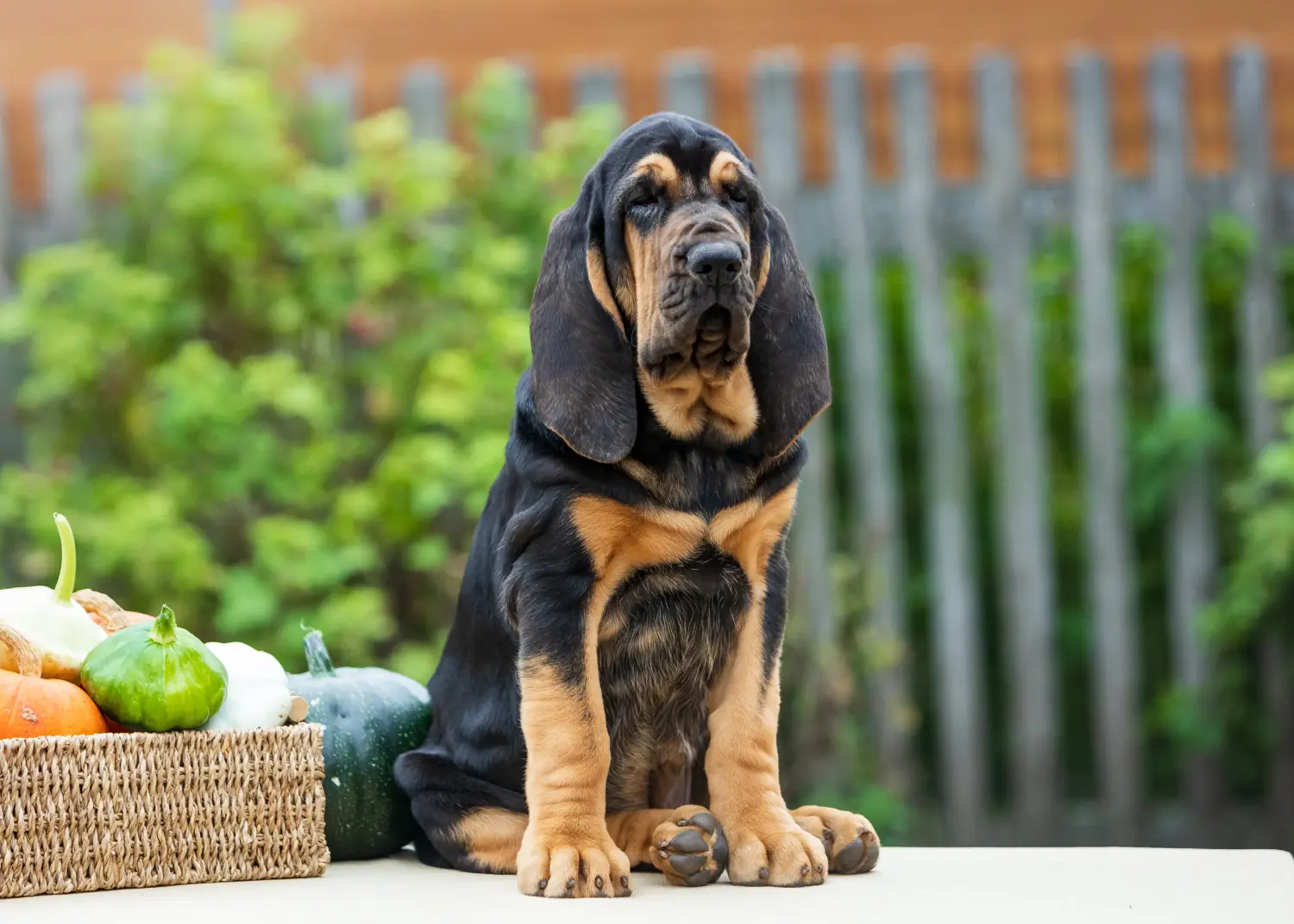 Buying a Bloodhound puppy means taking responsibility! Buy Bloodhound puppies.