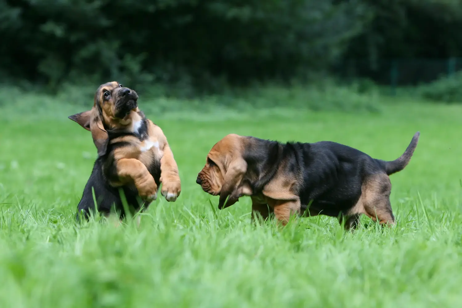 Buying a Bloodhound puppy means taking responsibility! Buy Bloodhound puppies.