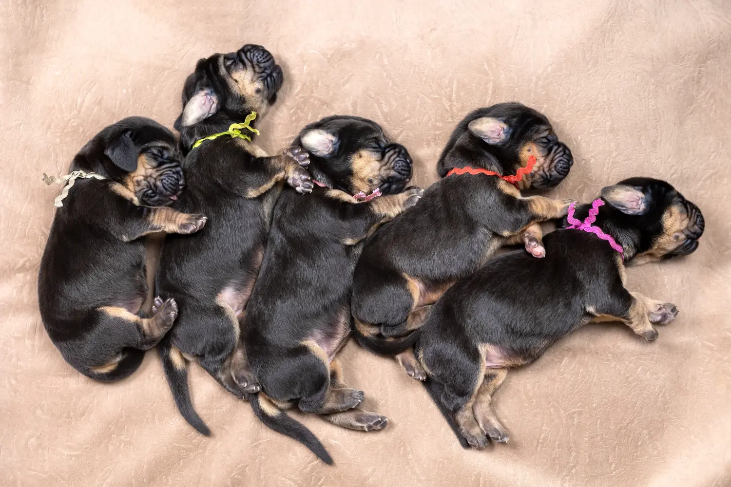 Buying a Bloodhound puppy means taking responsibility! Buy Bloodhound puppies.