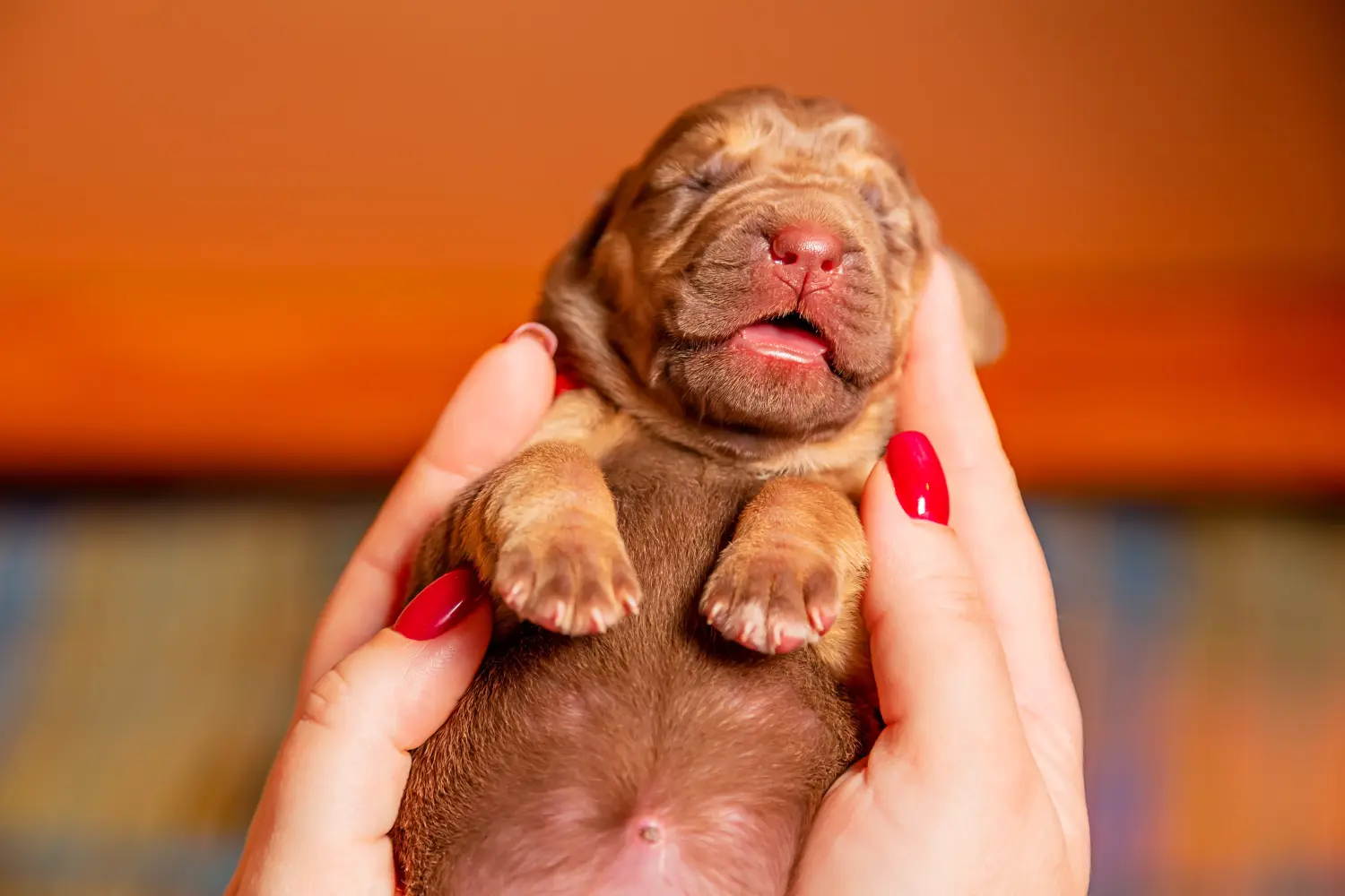 Buying a Bloodhound puppy means taking responsibility! Buy Bloodhound puppies.