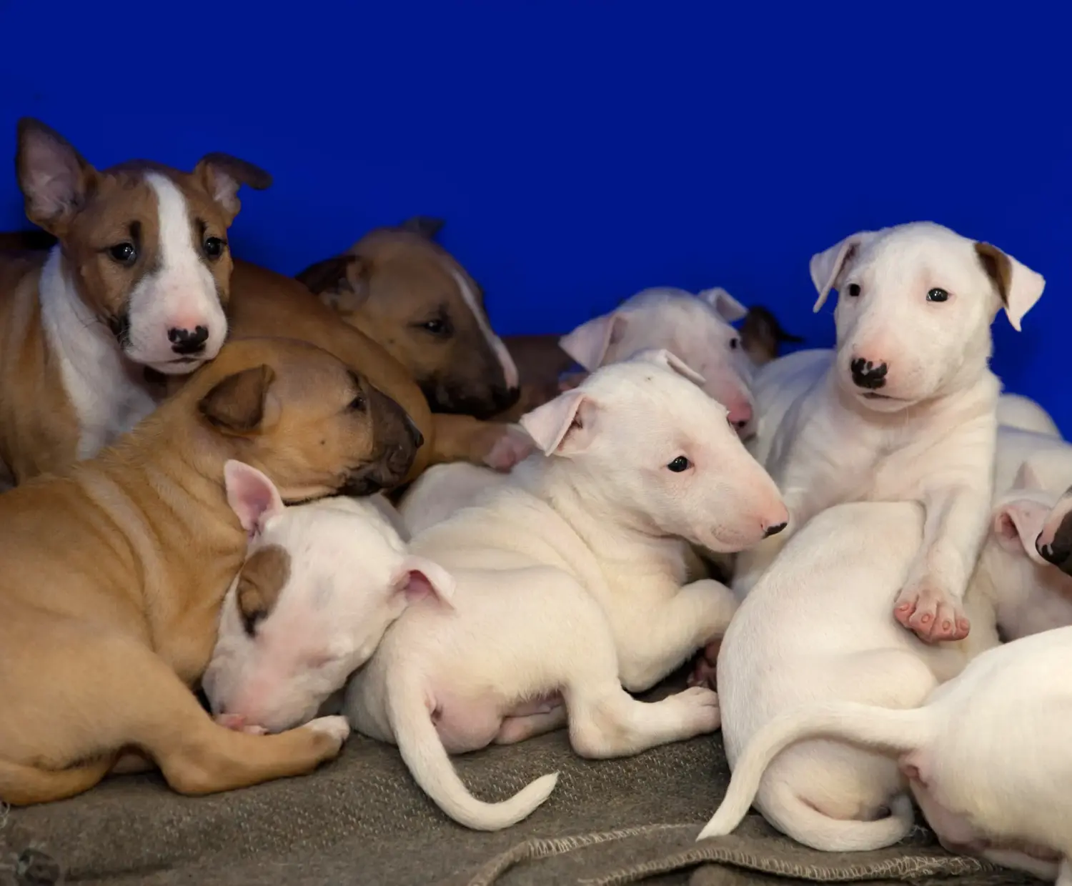 Buying a Bull Terrier puppy means taking responsibility! Buy Bull Terrier puppies.