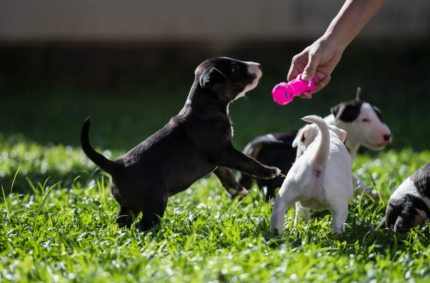 Buying a Bull Terrier puppy means taking responsibility! Buy Bull Terrier puppies.