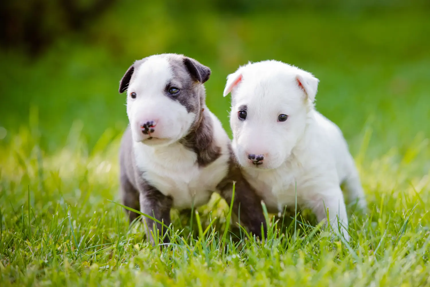 Buying a Bull Terrier puppy means taking responsibility! Buy Bull Terrier puppies.