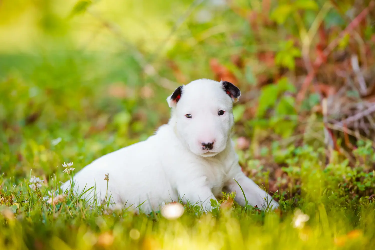 Buying a Bull Terrier puppy means taking responsibility! Buy Bull Terrier puppies.