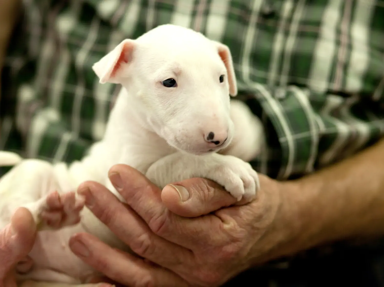 Buying a Bull Terrier puppy means taking responsibility! Buy Bull Terrier puppies.
