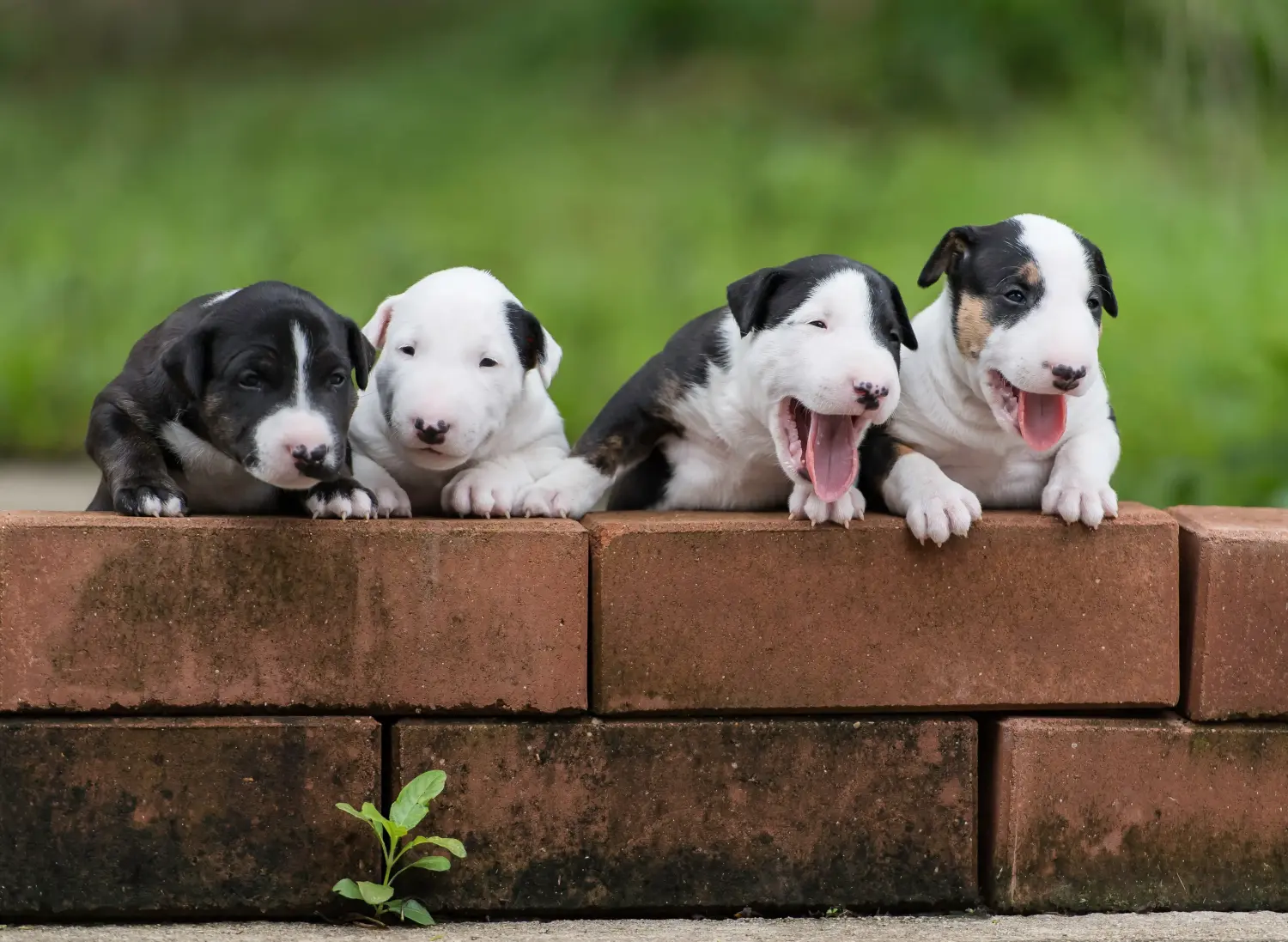 Buying a Bull Terrier puppy means taking responsibility! Buy Bull Terrier puppies.