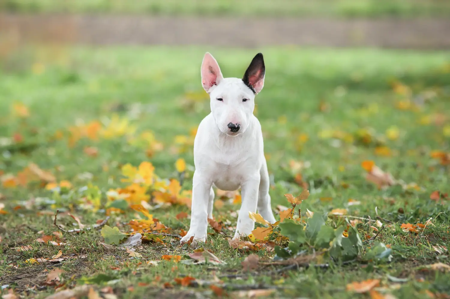 Buying a Bull Terrier puppy means taking responsibility! Buy Bull Terrier puppies.