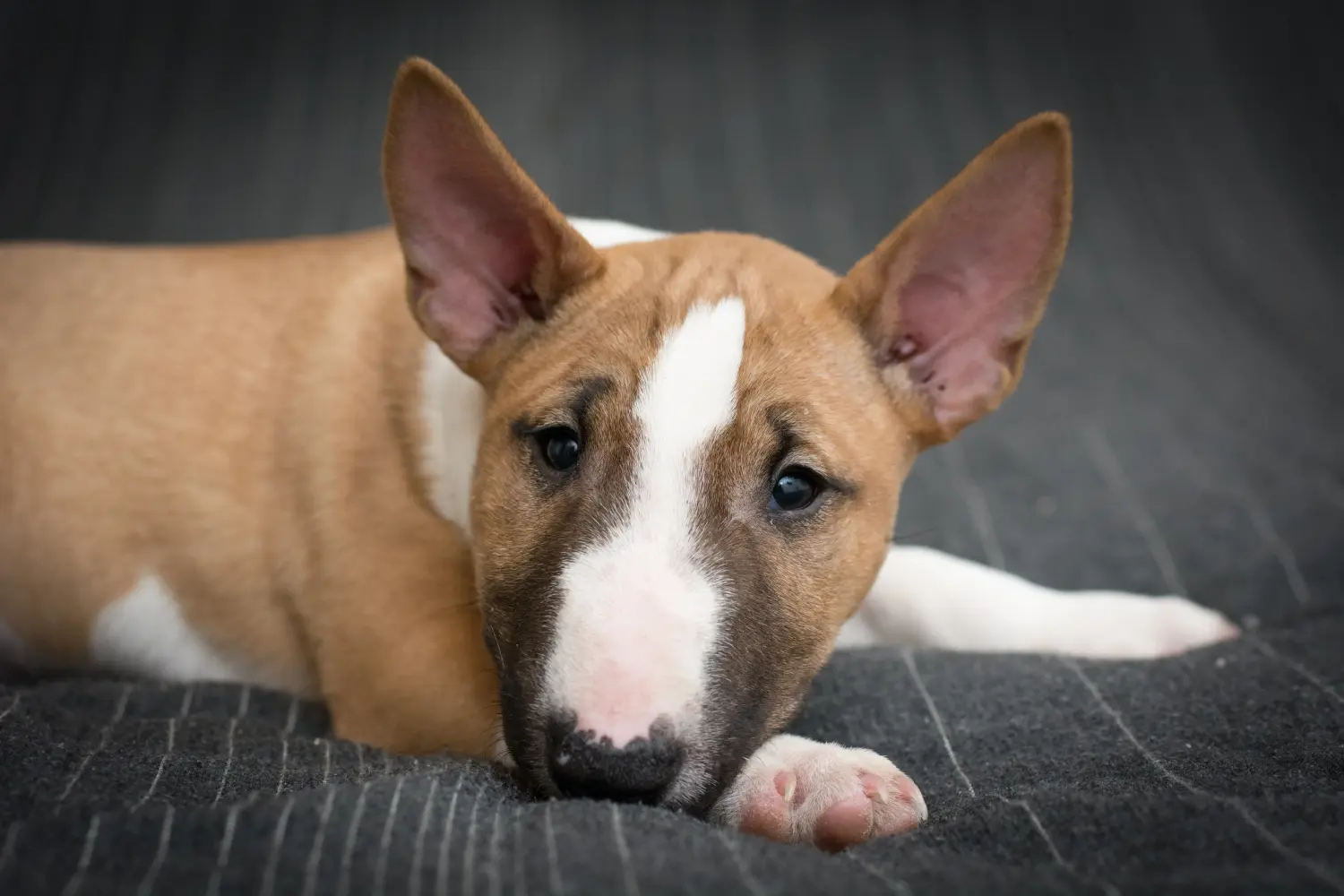 Buying a Bull Terrier puppy means taking responsibility! Buy Bull Terrier puppies.