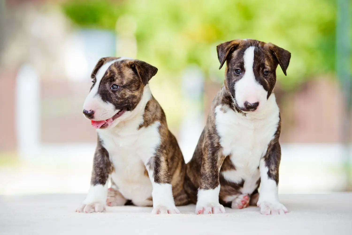 Buying a Bull Terrier puppy means taking responsibility! Buy Bull Terrier puppies.