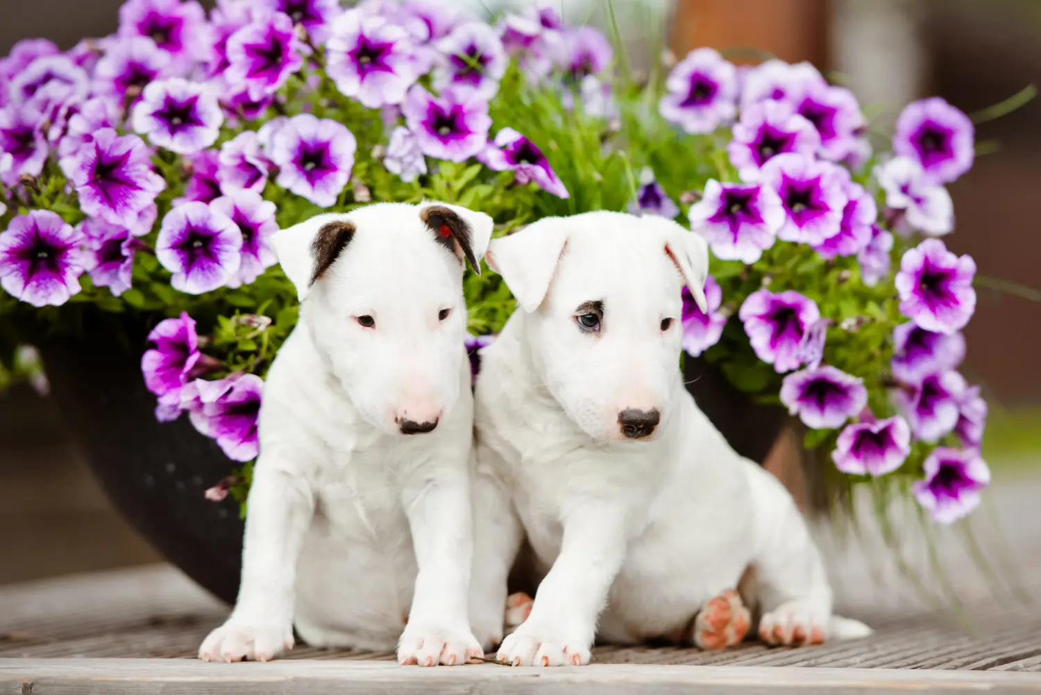 Buying a Bull Terrier puppy means taking responsibility! Buy Bull Terrier puppies.