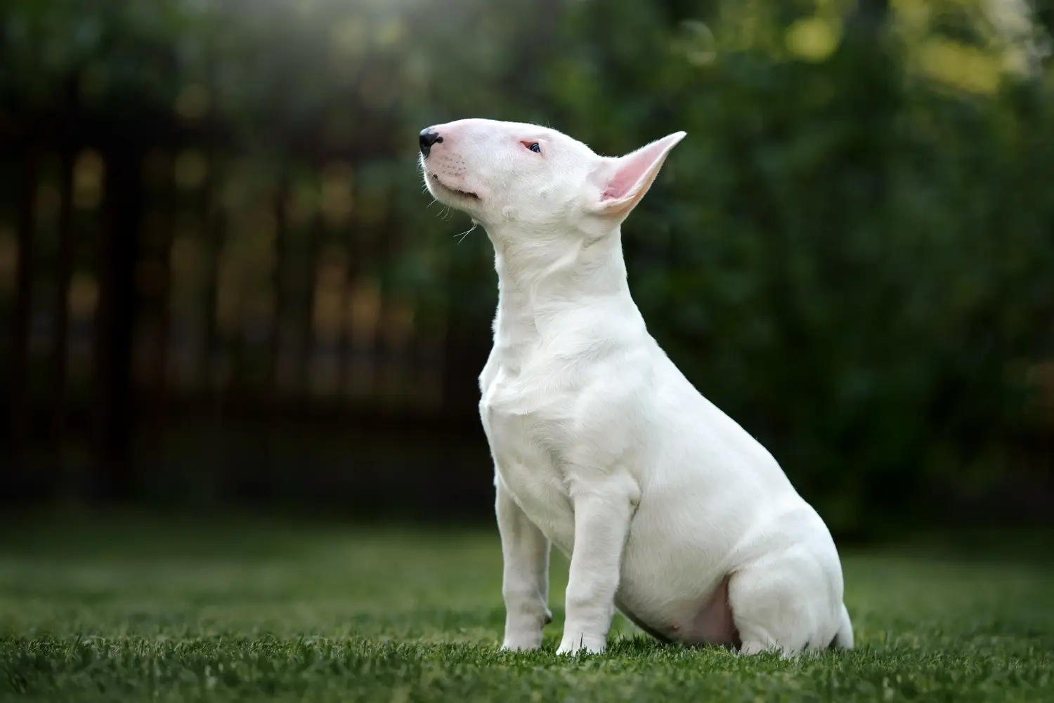 Buying a Bull Terrier puppy means taking responsibility! Buy Bull Terrier puppies.