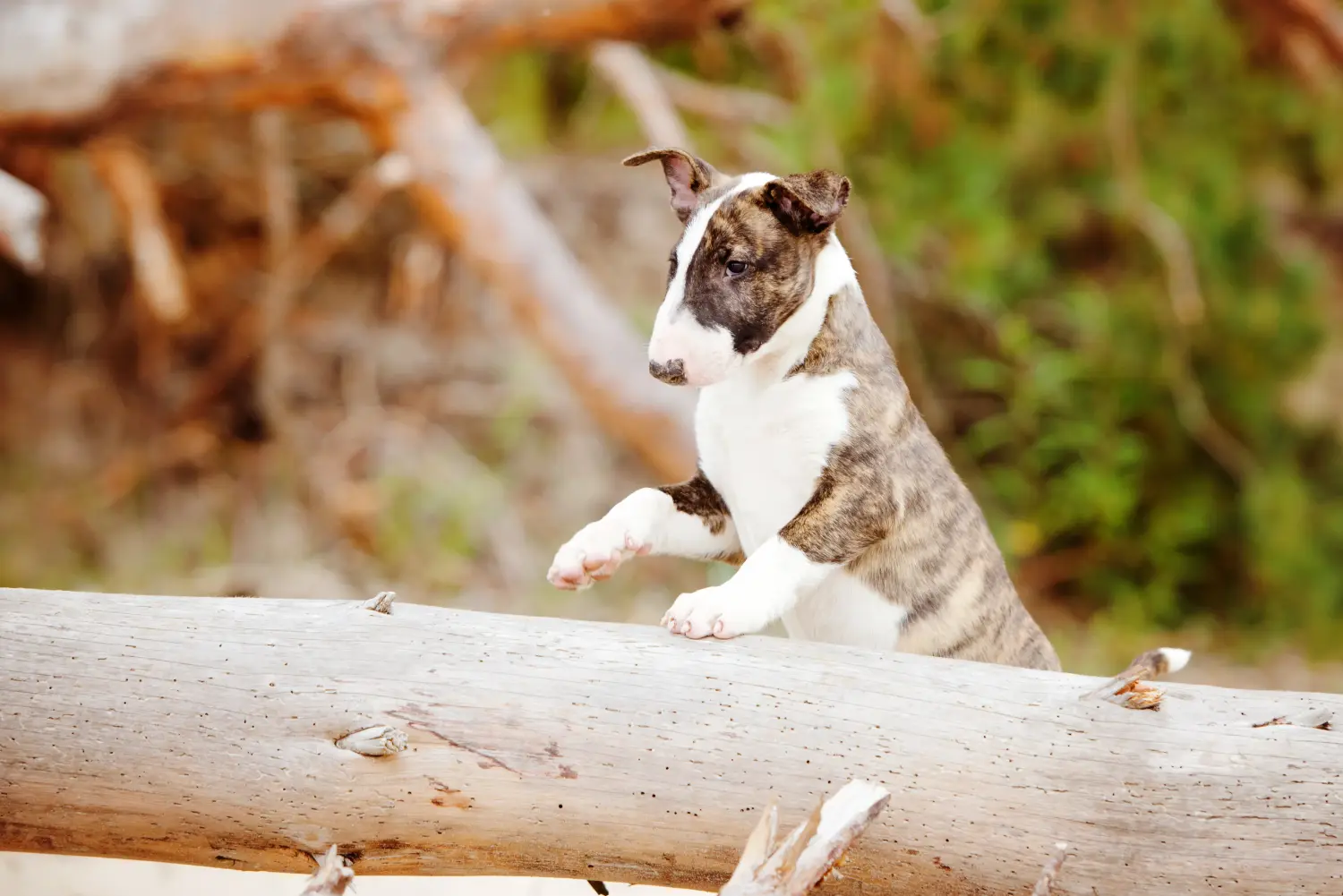 Buying a Bull Terrier puppy means taking responsibility! Buy Bull Terrier puppies.