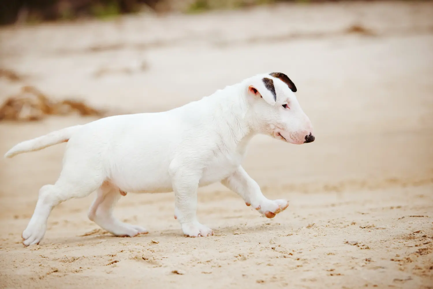 Buying a Bull Terrier puppy means taking responsibility! Buy Bull Terrier puppies.