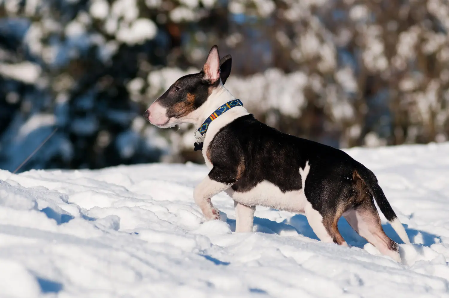 Buying a Bull Terrier puppy means taking responsibility! Buy Bull Terrier puppies.