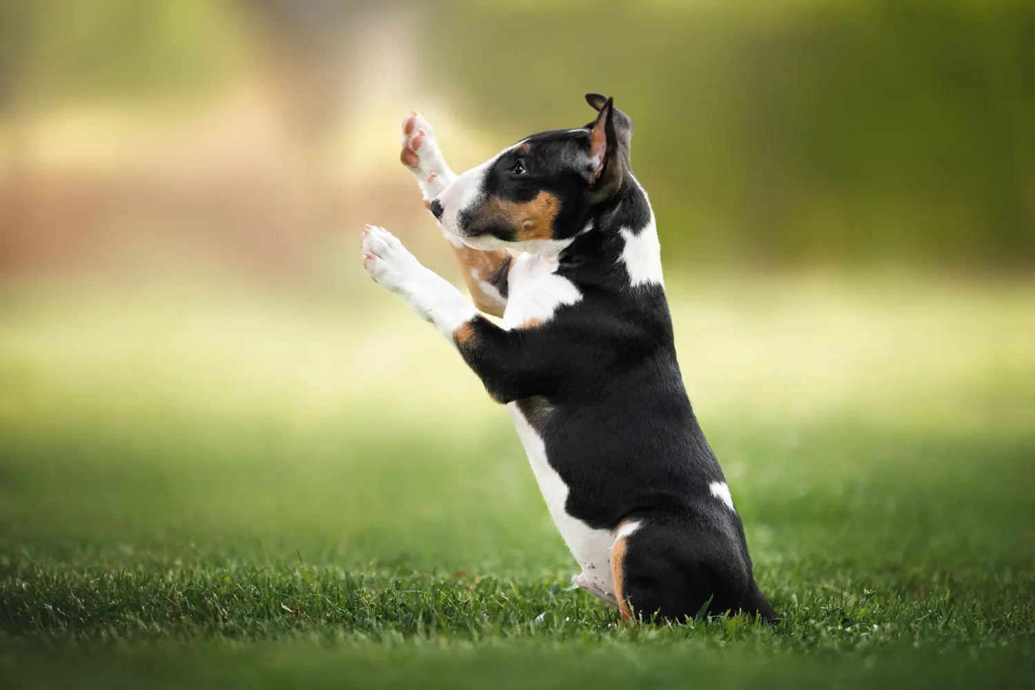 Buying a Bull Terrier puppy means taking responsibility! Buy Bull Terrier puppies.