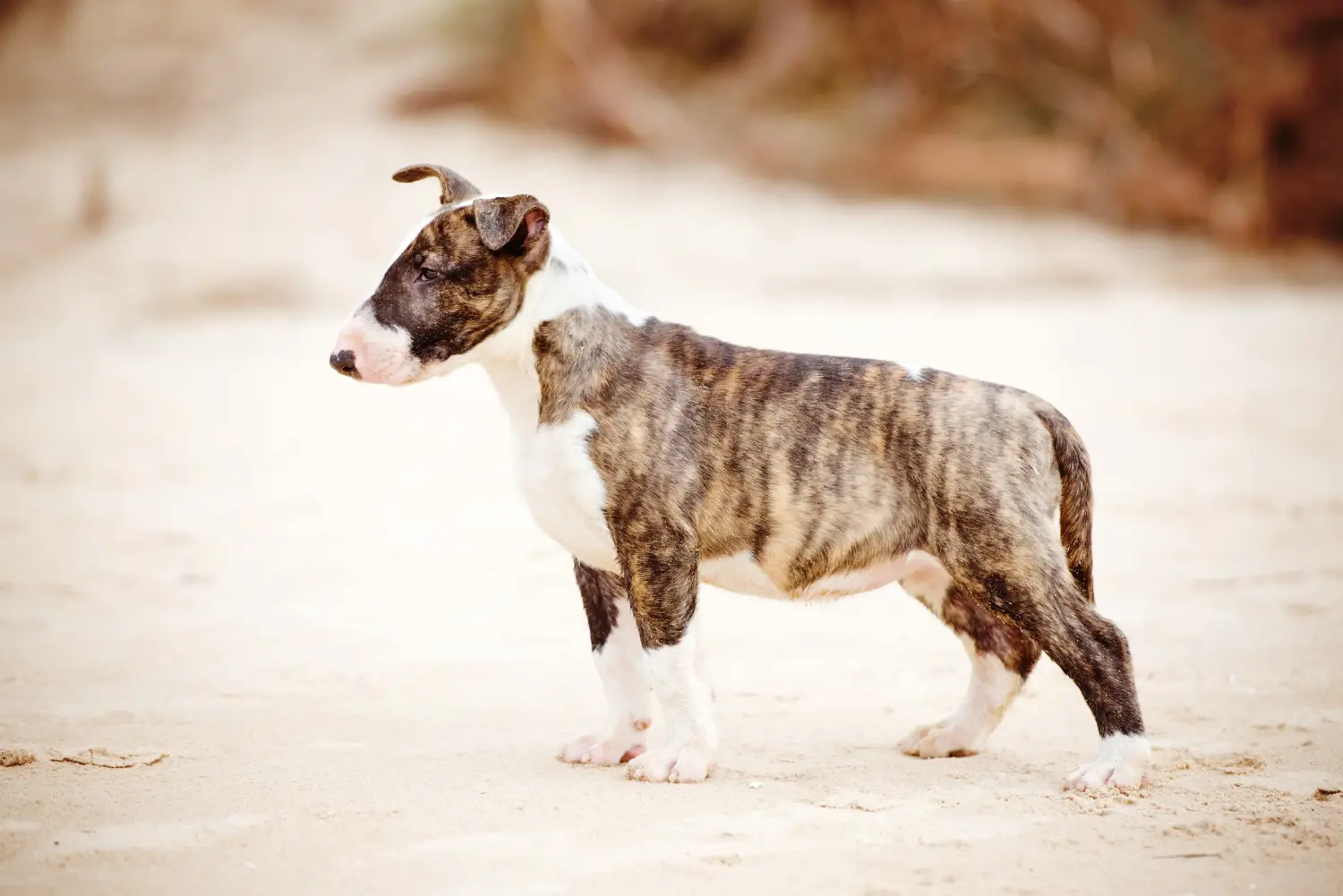 Buying a Bull Terrier puppy means taking responsibility! Buy Bull Terrier puppies.