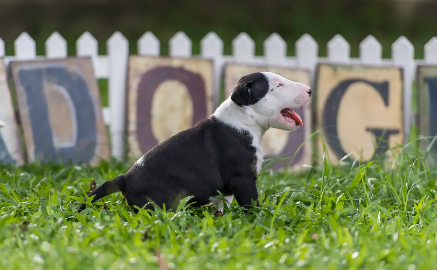 Buying a Bull Terrier puppy means taking responsibility! Buy Bull Terrier puppies.