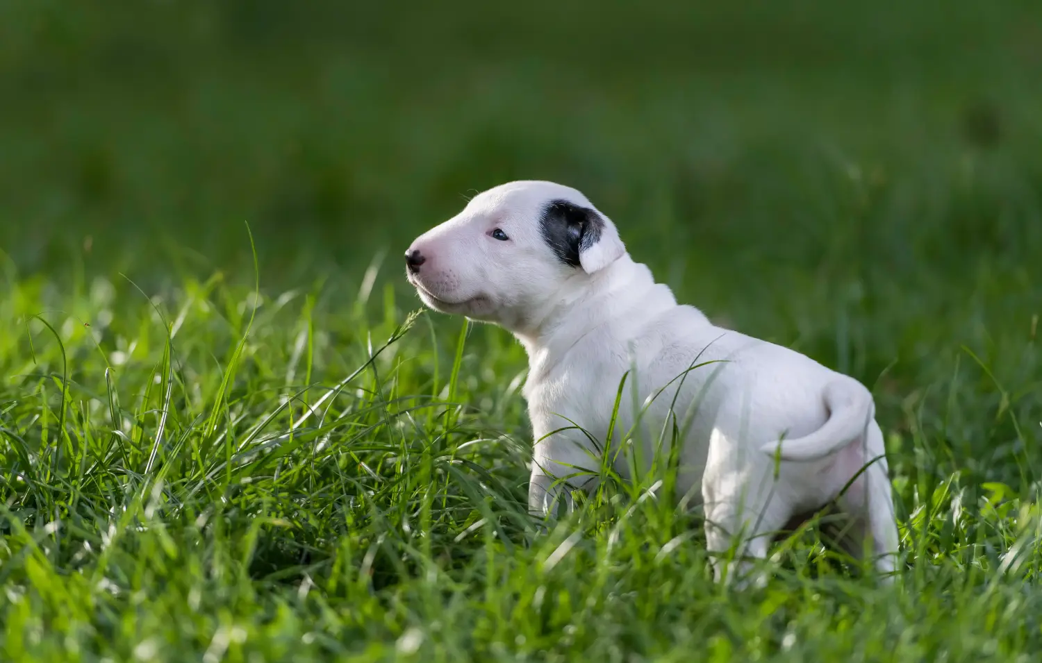 Buying a Bull Terrier puppy means taking responsibility! Buy Bull Terrier puppies.