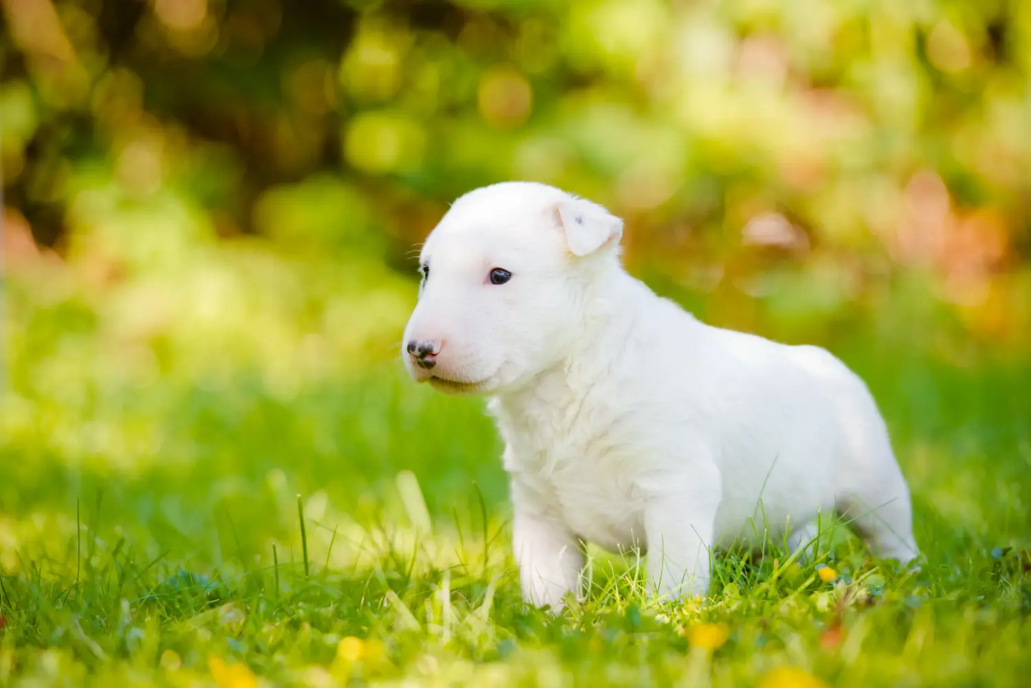 Buying a Bull Terrier puppy means taking responsibility! Buy Bull Terrier puppies.