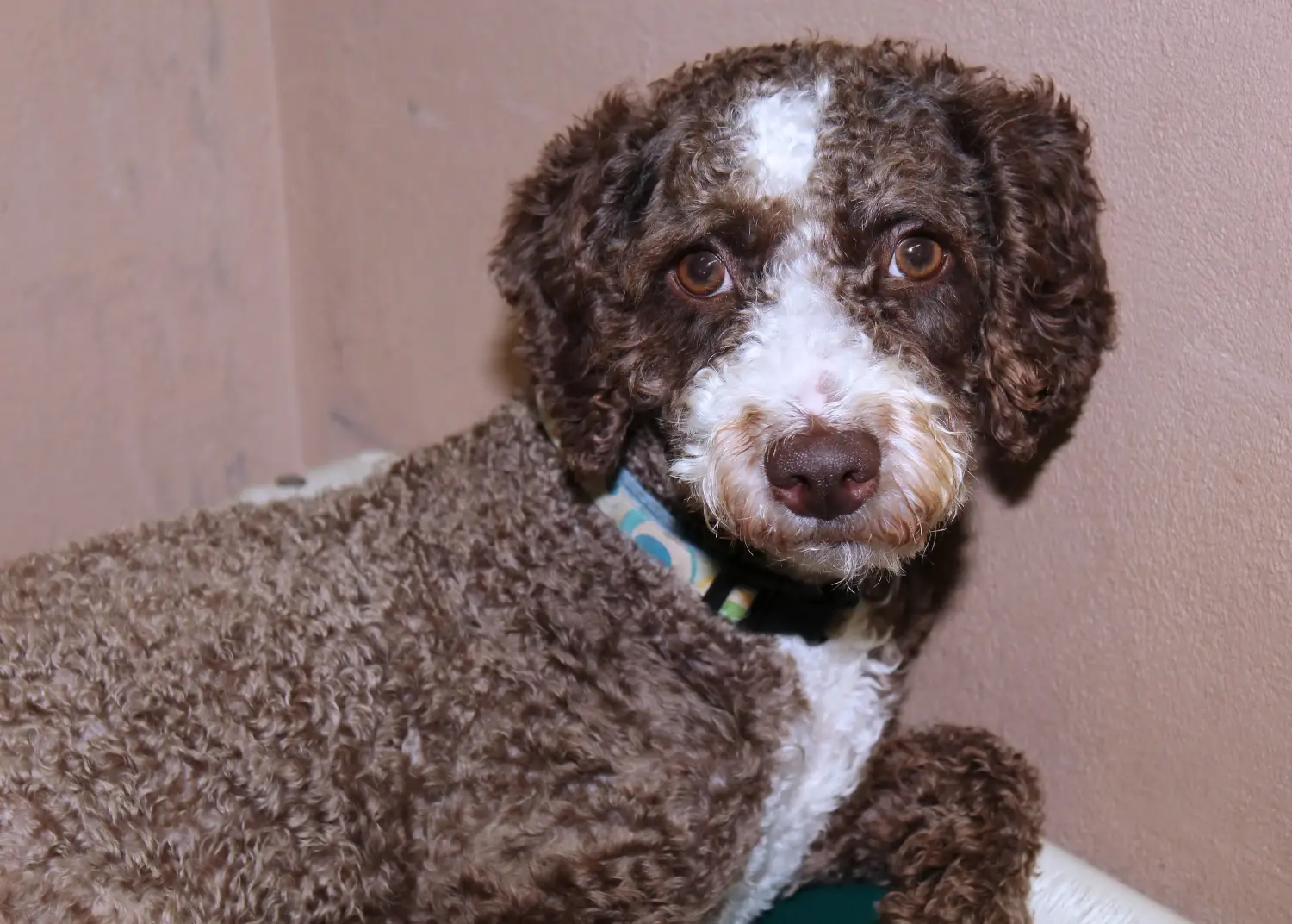Buying a Cão de Agua português puppy means taking responsibility! Buy Cão de Agua português puppies.