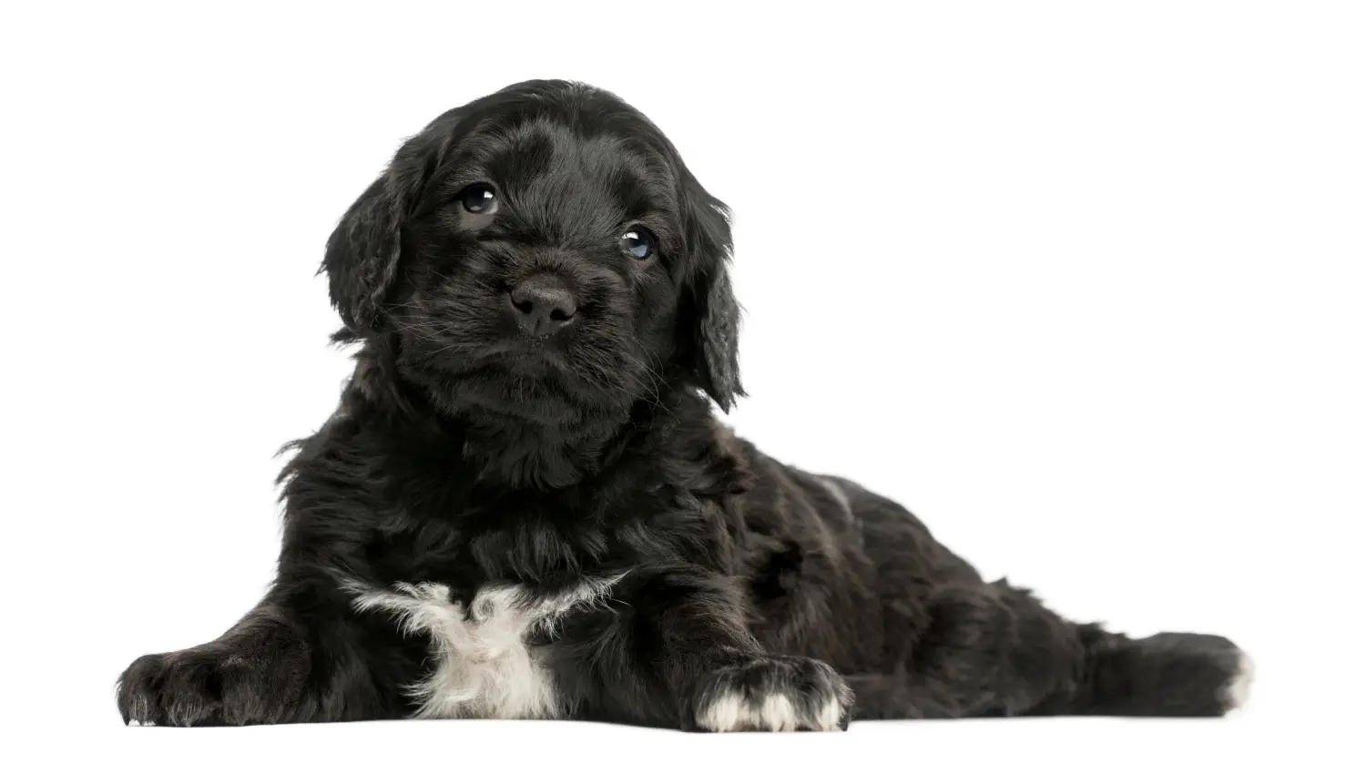 Buying a Cão de Agua português puppy means taking responsibility! Buy Cão de Agua português puppies.