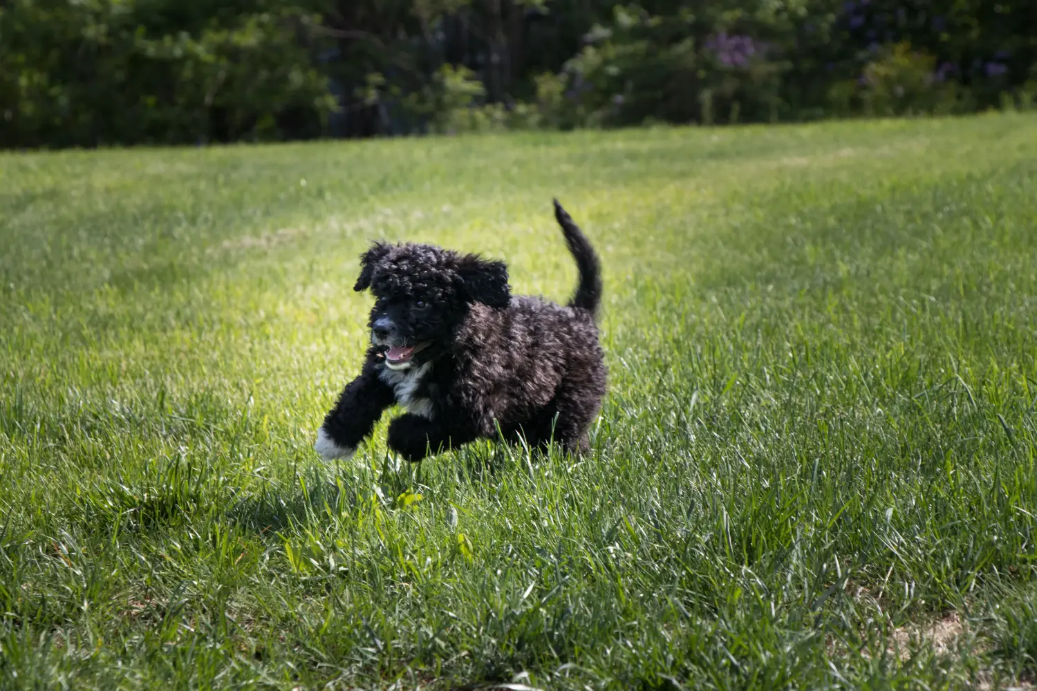 Buying a Cão de Agua português puppy means taking responsibility! Buy Cão de Agua português puppies.