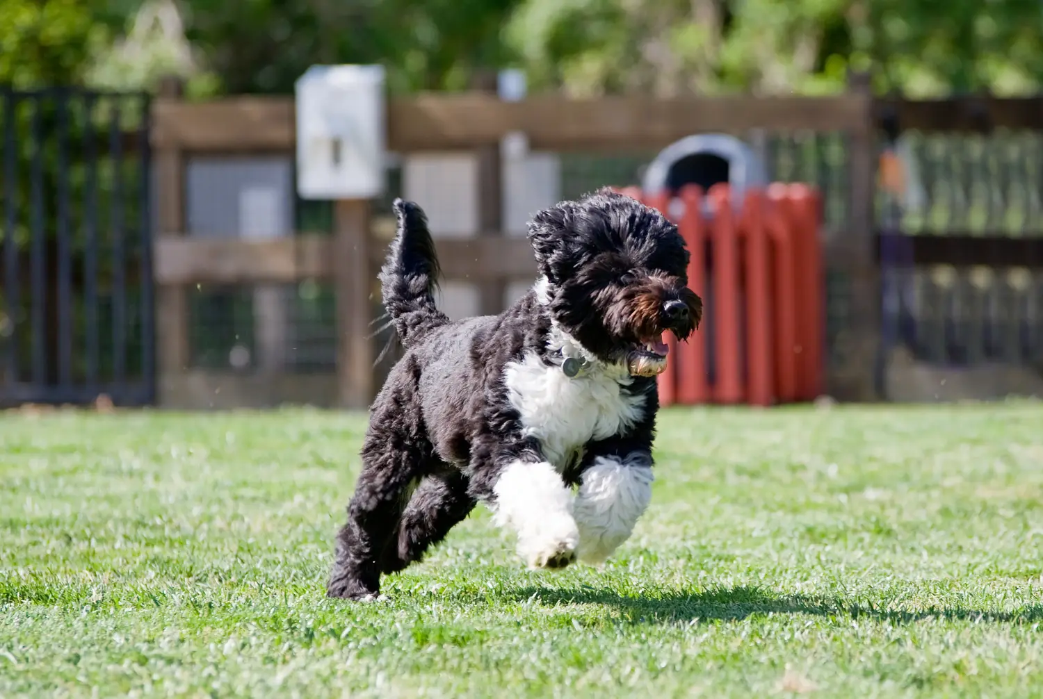 Buying a Cão de Agua português puppy means taking responsibility! Buy Cão de Agua português puppies.
