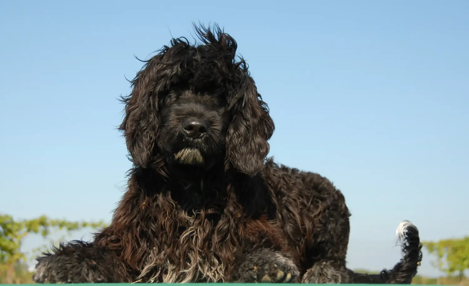 Buying a Cão de Agua português puppy means taking responsibility! Buy Cão de Agua português puppies.