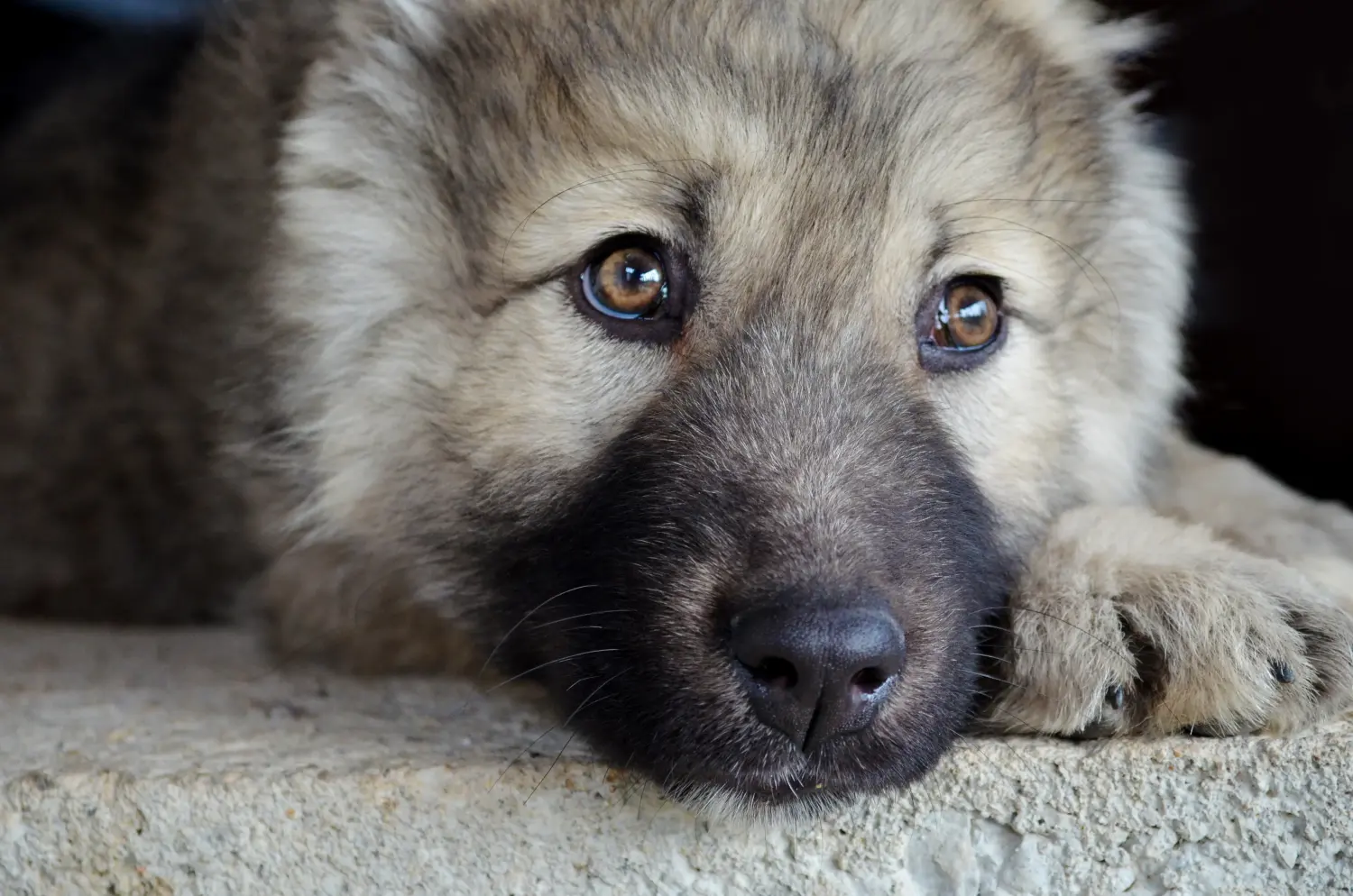 Buying a Caucasian Shepherd puppy means taking responsibility! Buy Caucasian Shepherd puppies.
