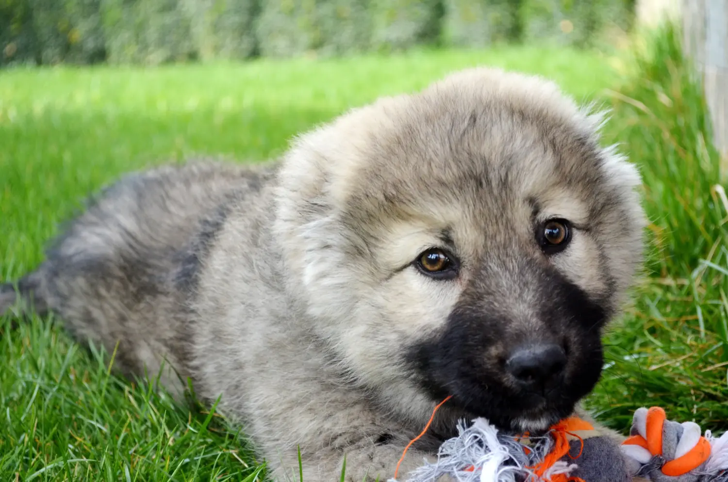 Buying a Caucasian Shepherd puppy means taking responsibility! Buy Caucasian Shepherd puppies.