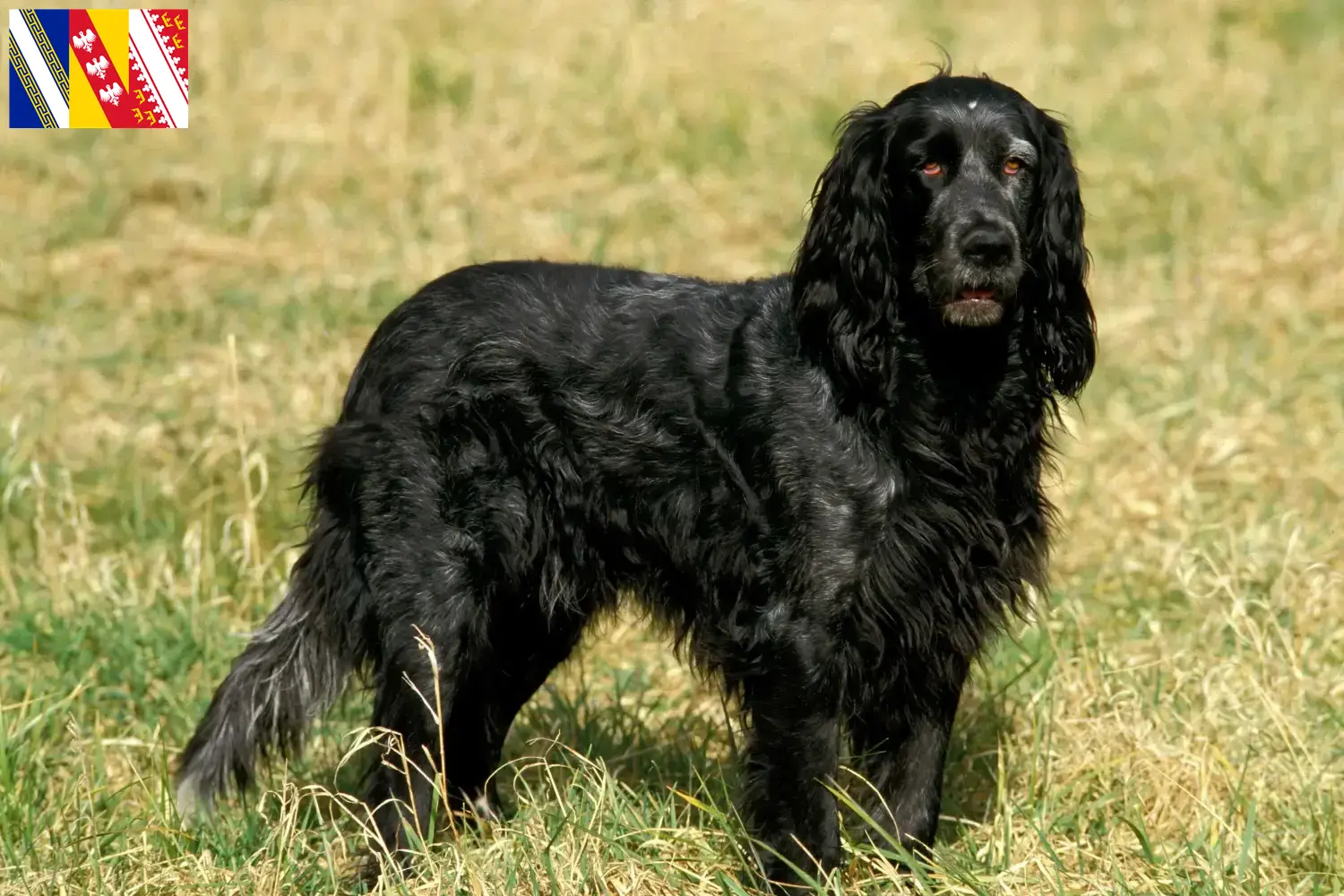Epagneul Bleu de Picardie puppies and breeders Grand Est Find Epagneul Bleu de Picardies breeders in Grand Est.