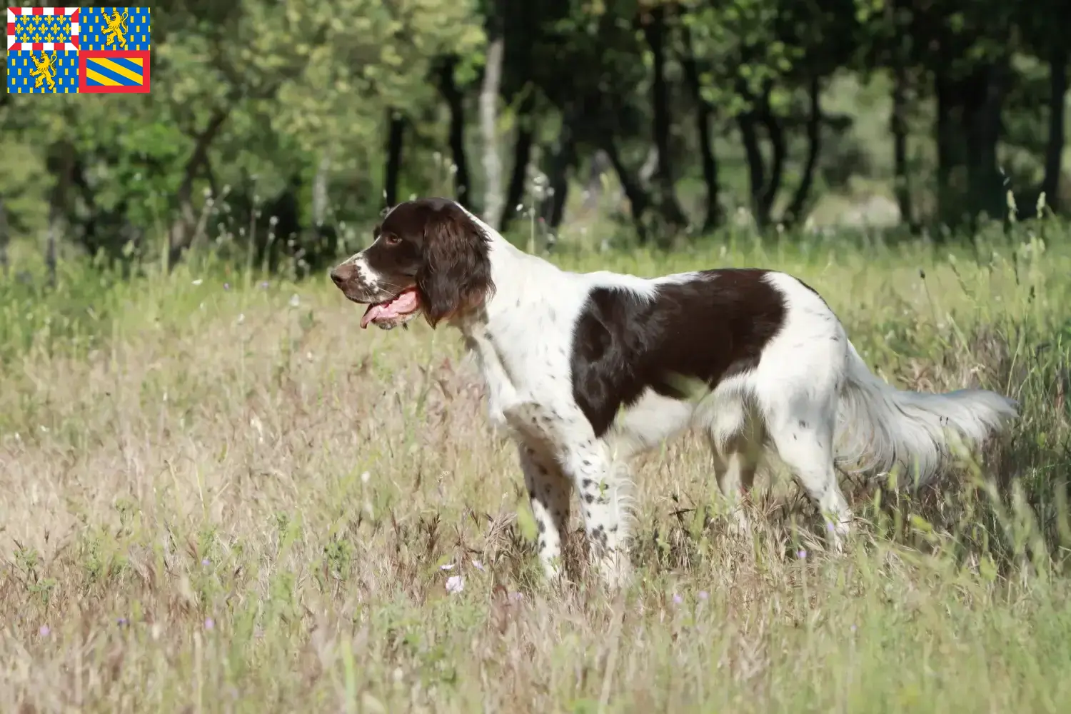 Épagneul français puppies and breeders Bourgogne-Franche-Comté Find Épagneul français breeders in Bourgogne-Franche-Comté.