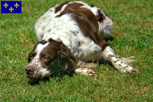 Read more about the article Épagneul français breeders and puppies in Île-de-France