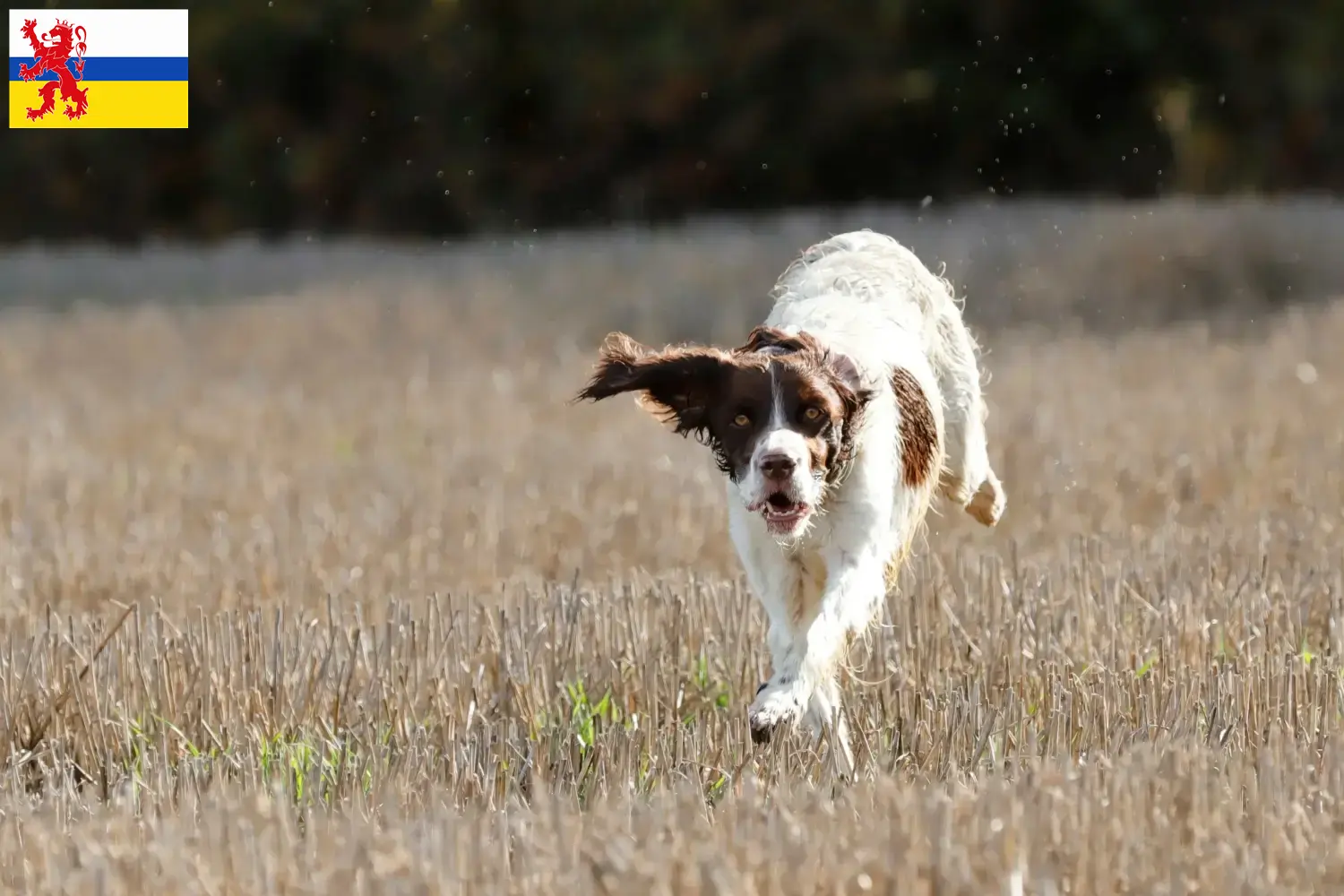Épagneul français puppies and breeders Limburg Find Épagneul français breeders in Limburg.