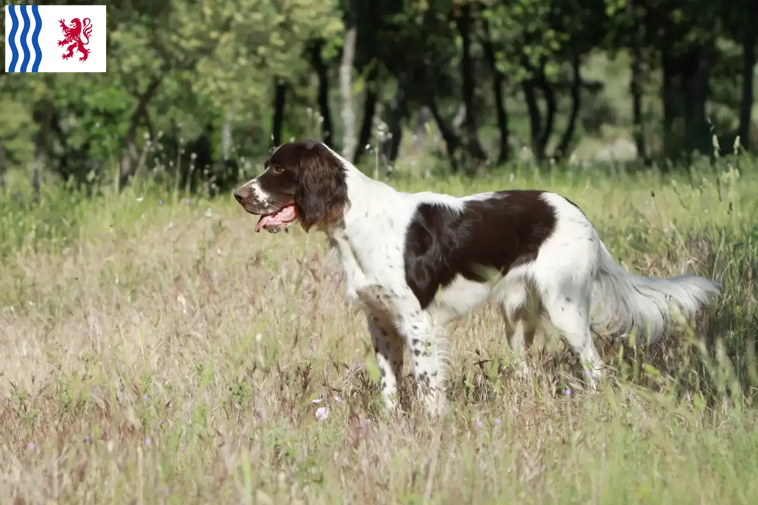 Épagneul français puppies and breeders Nouvelle-Aquitaine Find Épagneul français breeders in Nouvelle-Aquitaine.