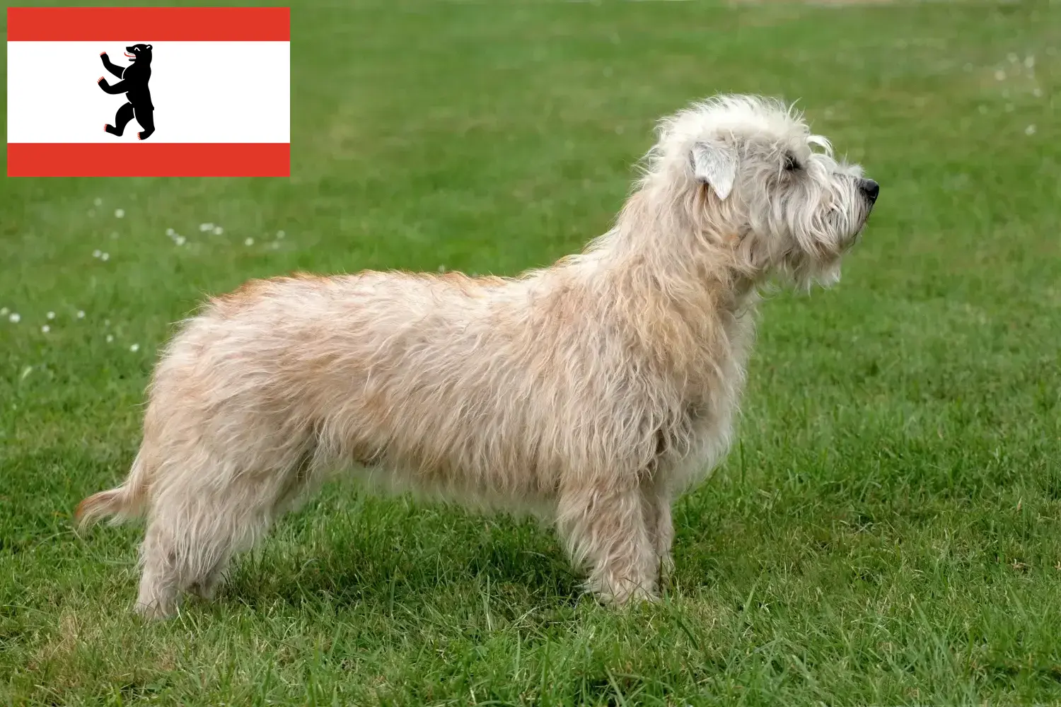 Irish Glen of Imaal Terrier puppies and breeders Berlin Find here Irish Glen of Imaal Terrier breeders in Berlin.
