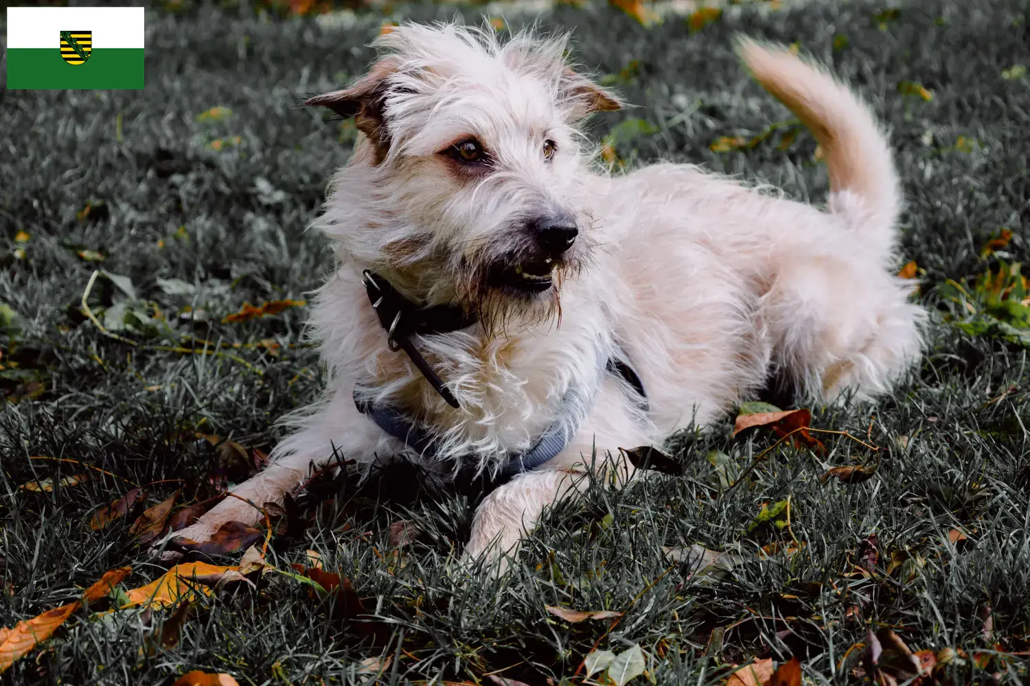 Irish Glen of Imaal Terrier puppies and breeders Saxony Find here Irish Glen of Imaal Terrier breeders in Saxony.