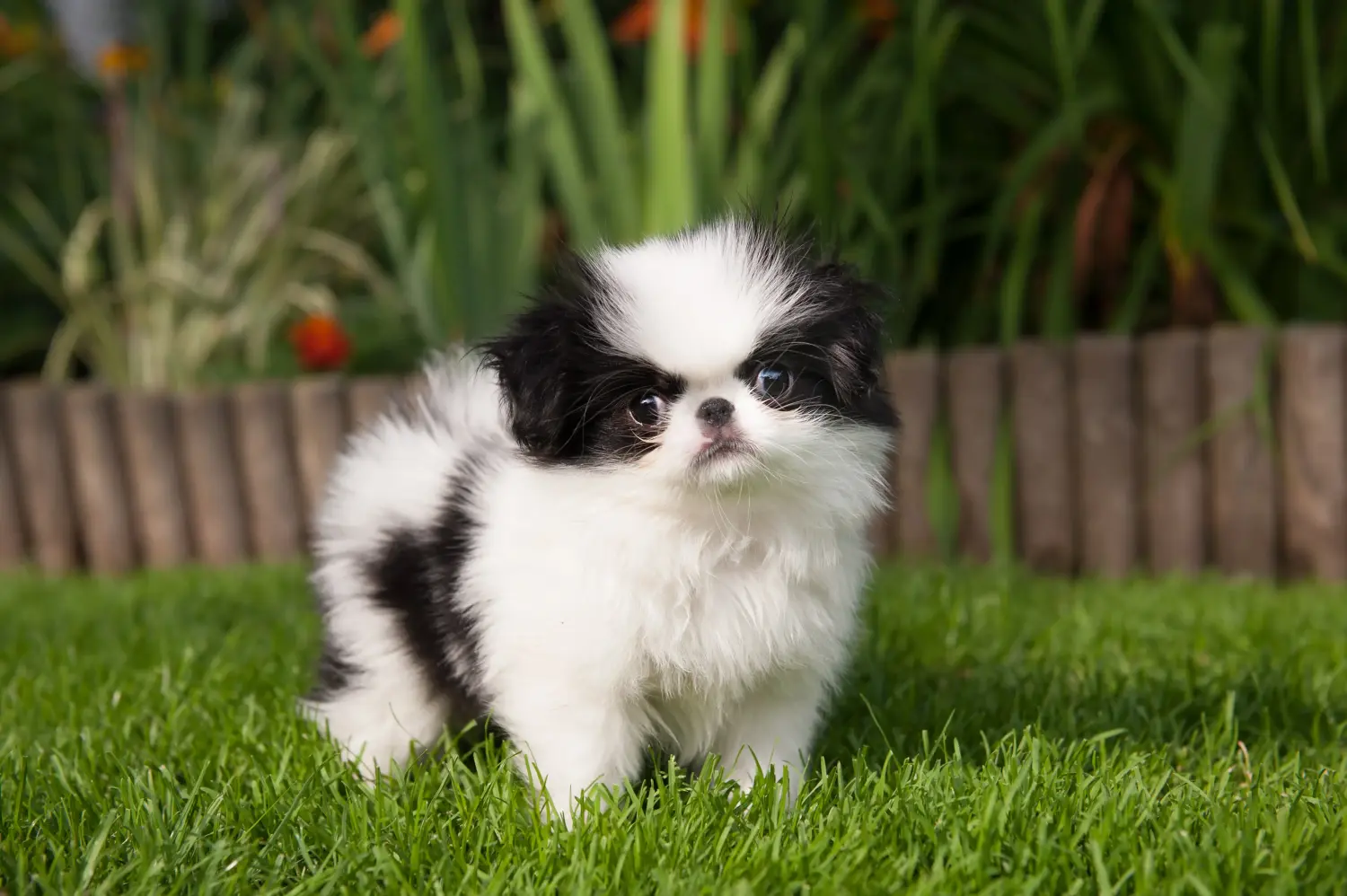 Buying a Japan Chin puppy means taking responsibility! Buy Japan Chin puppies.