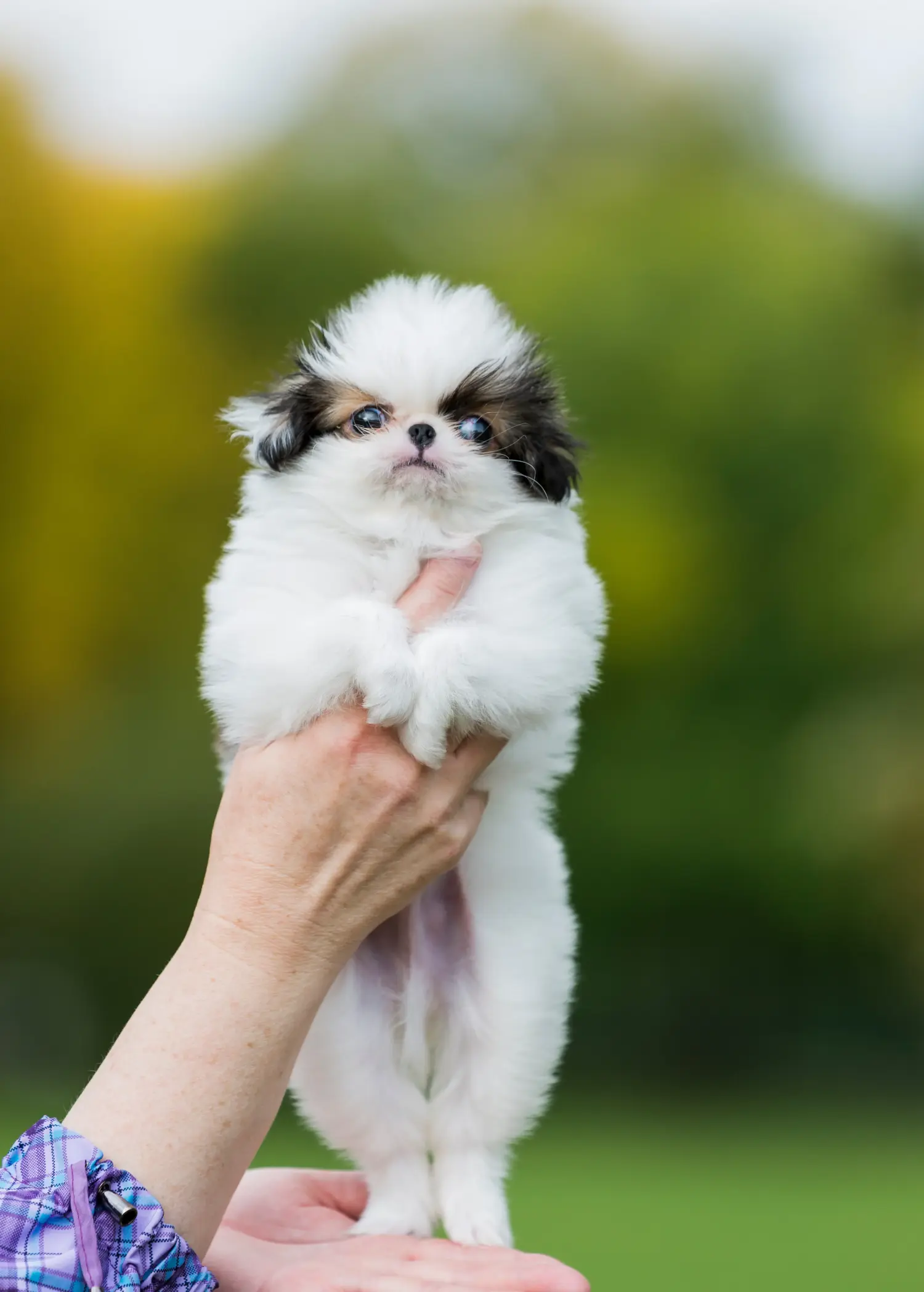 Buying a Japan Chin puppy means taking responsibility! Buy Japan Chin puppies.