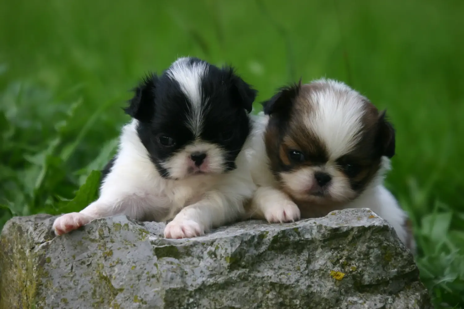 Buying a Japan Chin puppy means taking responsibility! Buy Japan Chin puppies.