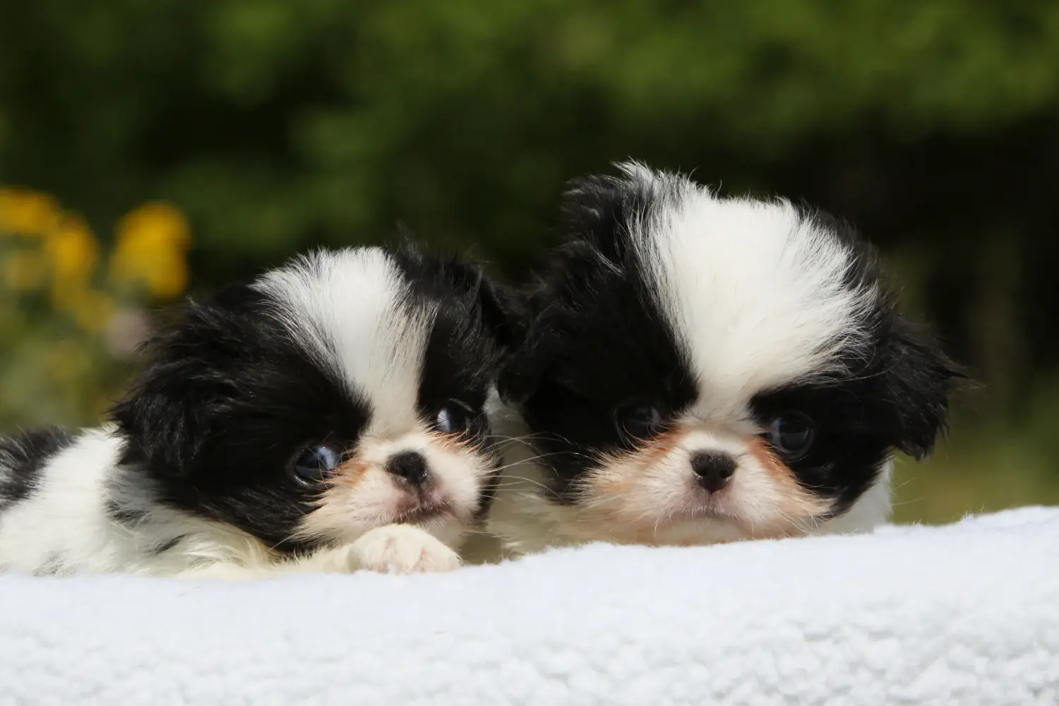Buying a Japan Chin puppy means taking responsibility! Buy Japan Chin puppies.