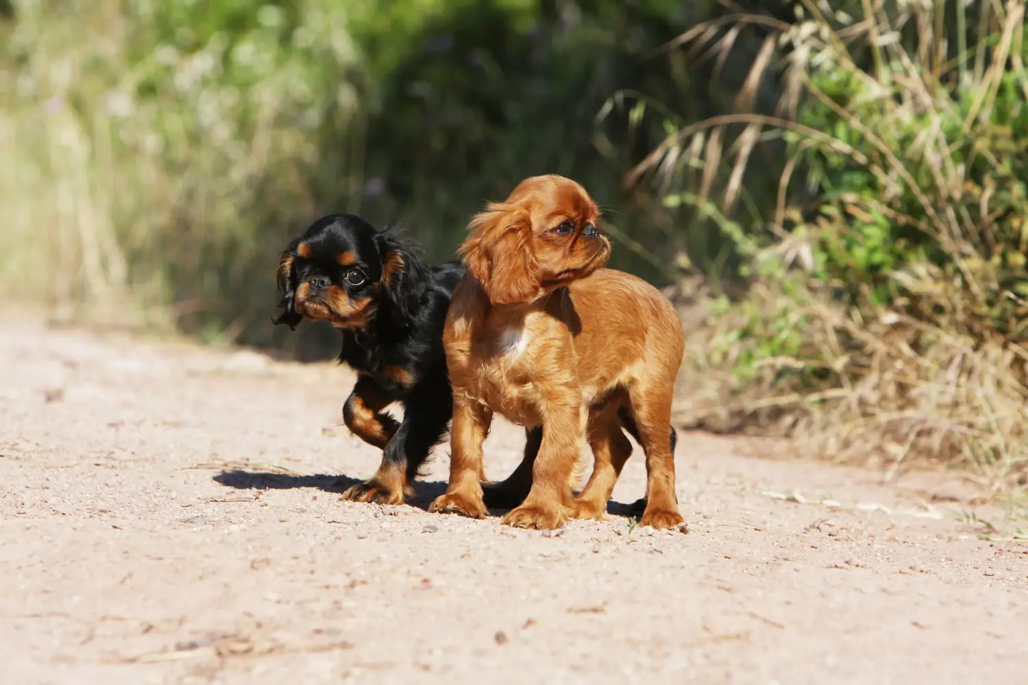 Buying a King Charles Spaniel puppy means taking responsibility! Buy King Charles Spaniel puppies.