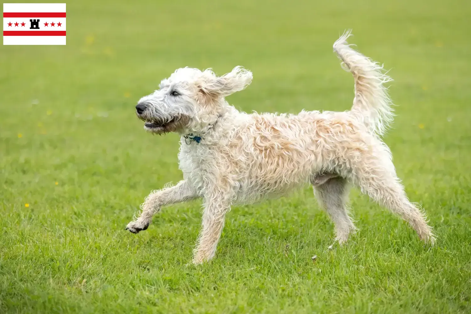 Labradoodle puppies and breeders Drenthe Find Labradoodles breeders in Drenthe.