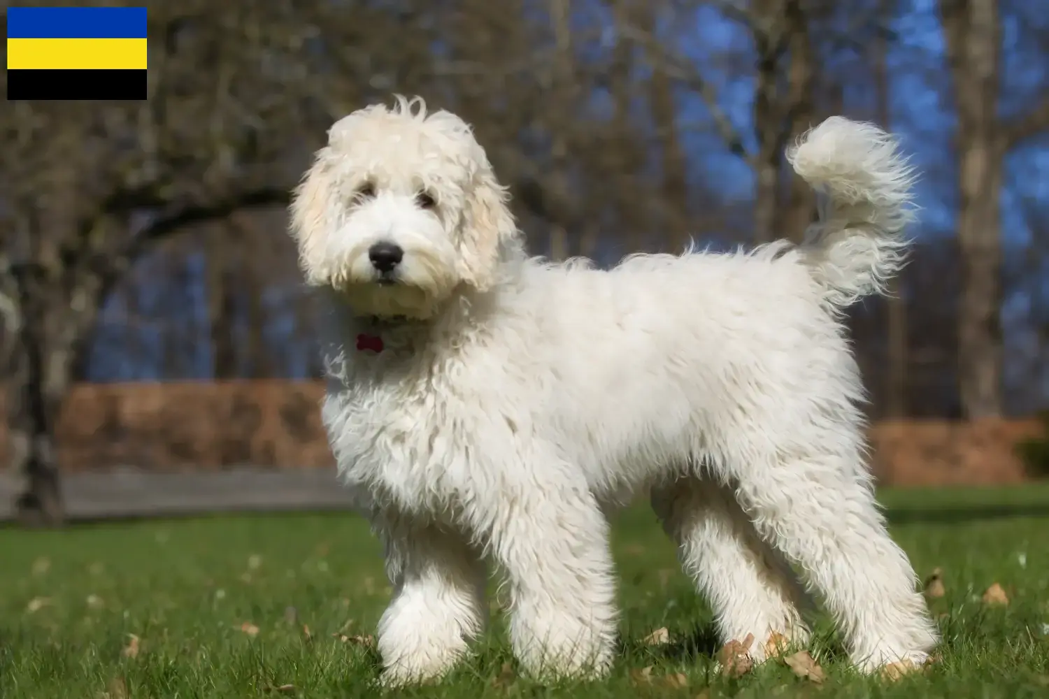 Labradoodle puppies and breeders Gelderland Here you can find Labradoodles breeders in Gelderland.