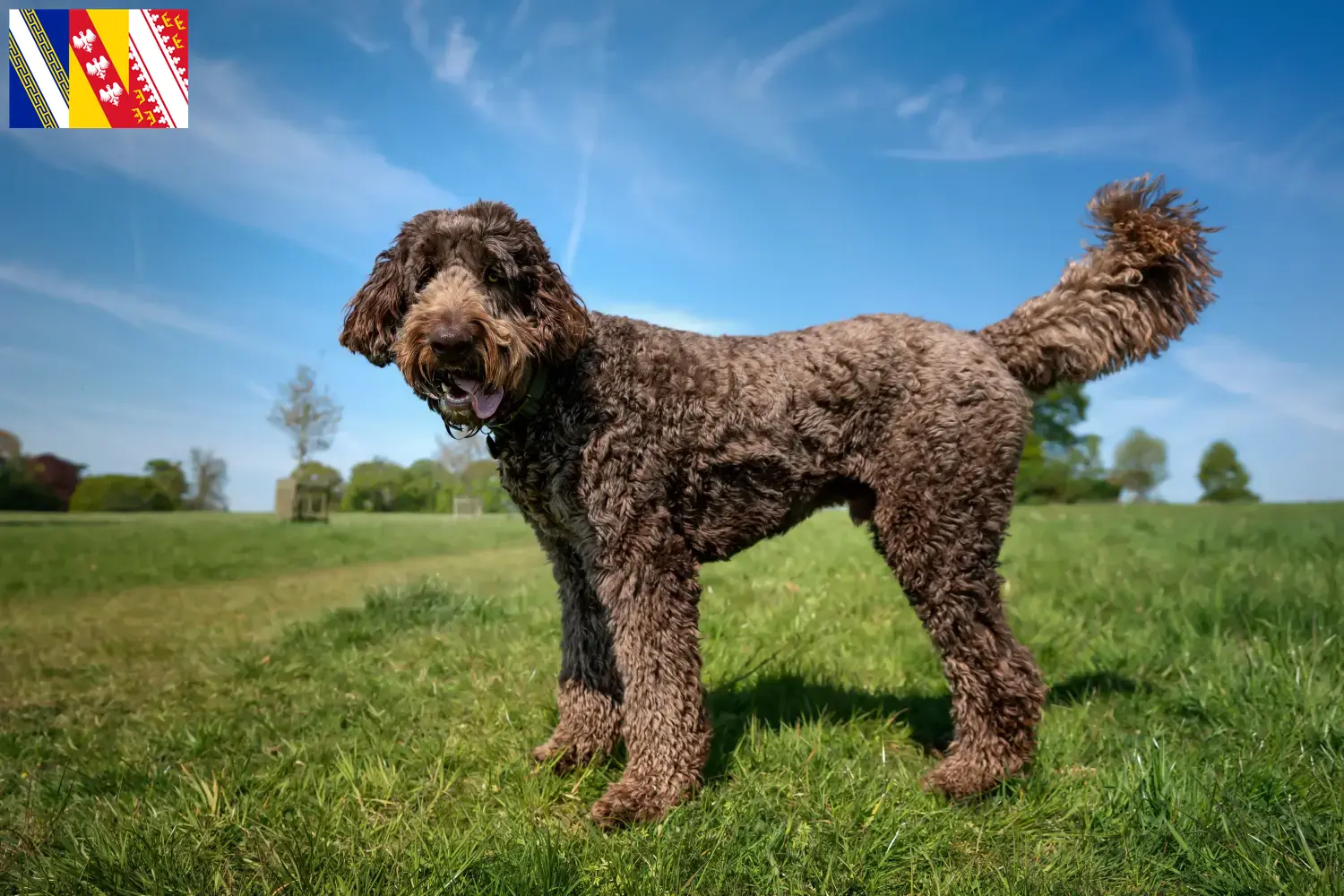 Labradoodle puppies and breeder Grand Est Find Labradoodles breeders in Grand Est here.