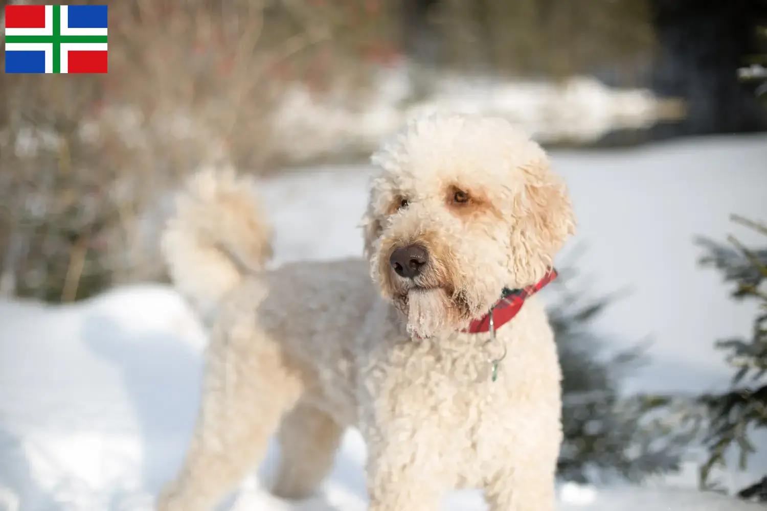 Labradoodle puppies and breeders Groningen Find Labradoodles breeders in Groningen here.
