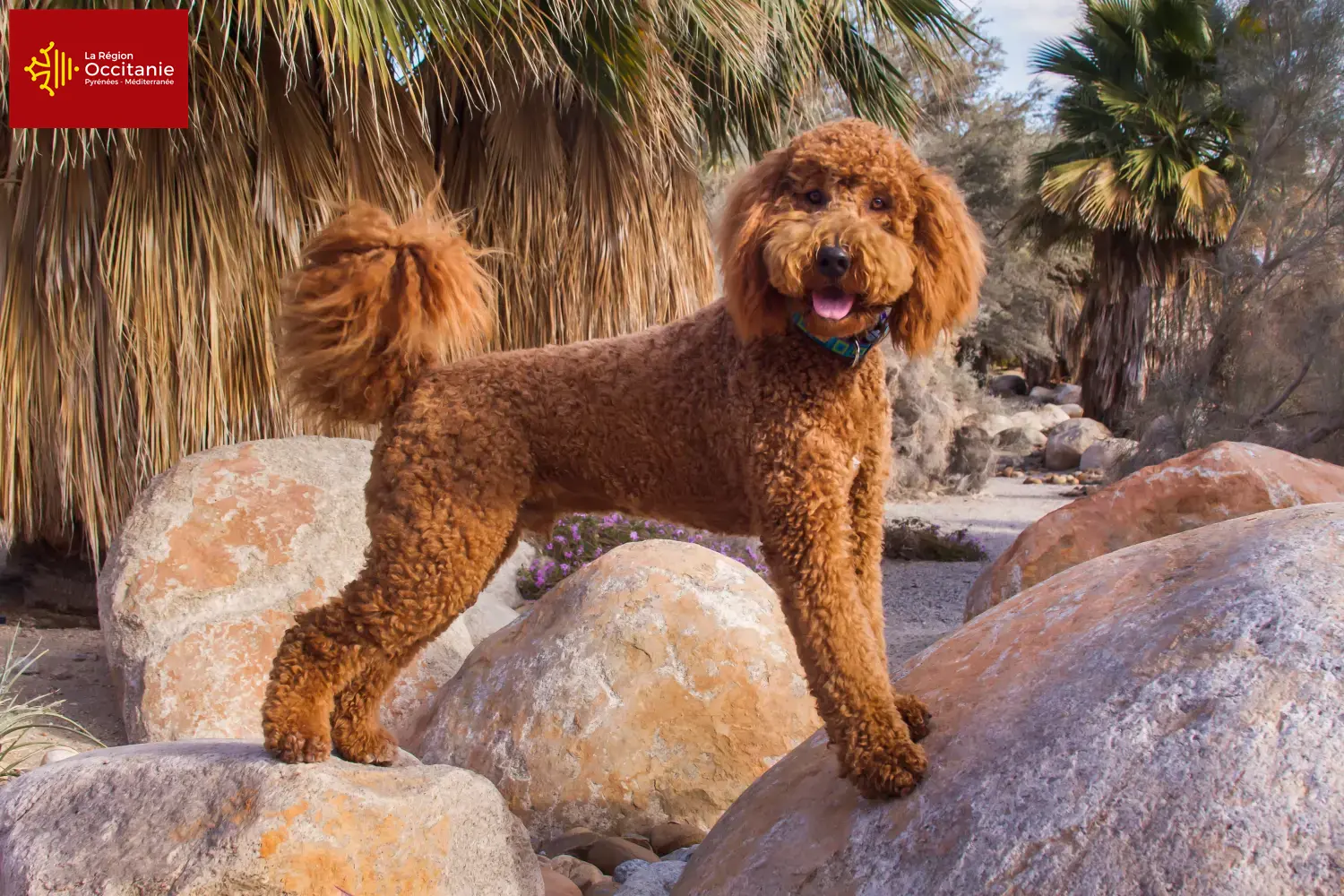 Labradoodle puppies and breeders Occitania Here you can find Labradoodles breeders in Occitania.