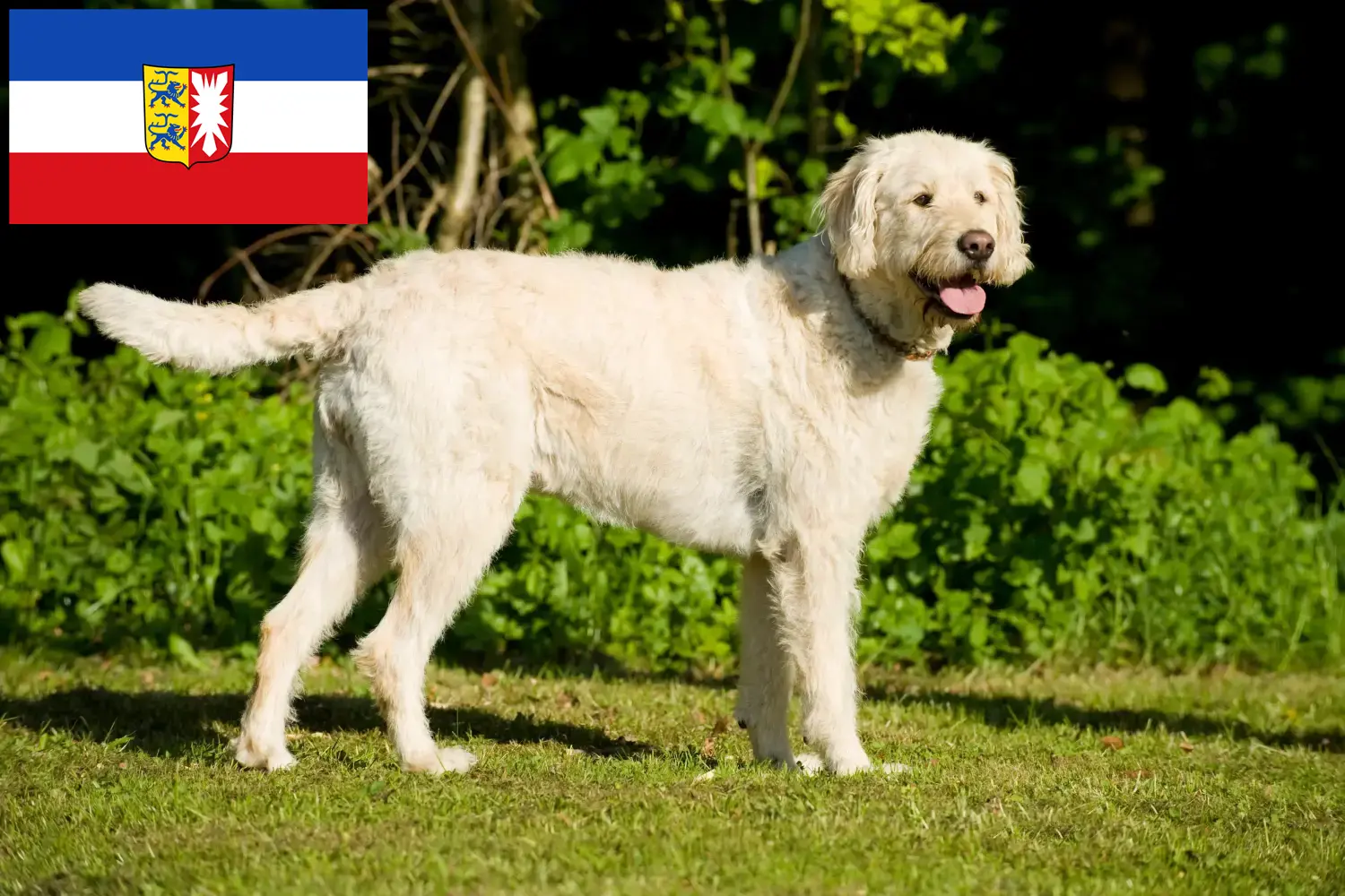 Labradoodle puppies and breeders Schleswig-Holstein Here you can find Labradoodles breeders in Schleswig-Holstein.