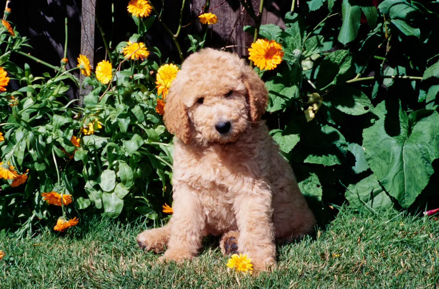 Buying a Labradoodle puppy means taking responsibility! Buy Labradoodle puppies.